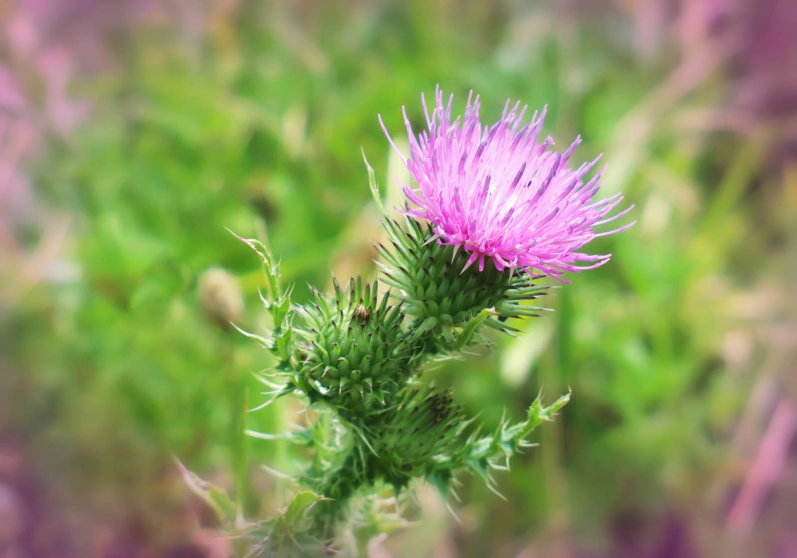 Bienfaits du chardon Marie pour le foie à Paris 8ème