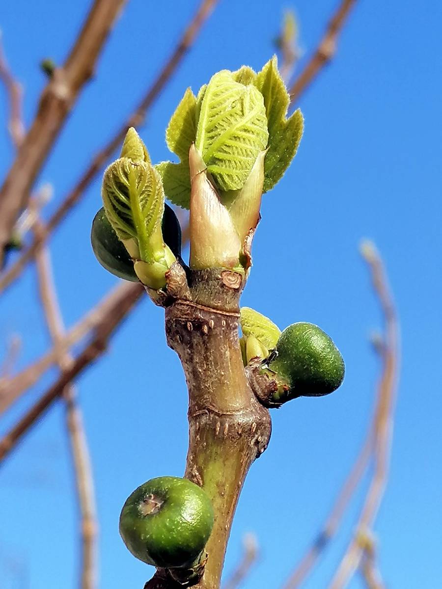 Acheter les meilleurs compléments alimentaires à Bordeaux